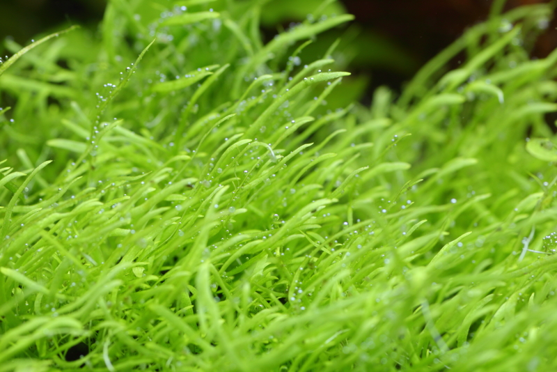 植栽から84日目　ウォーターローン